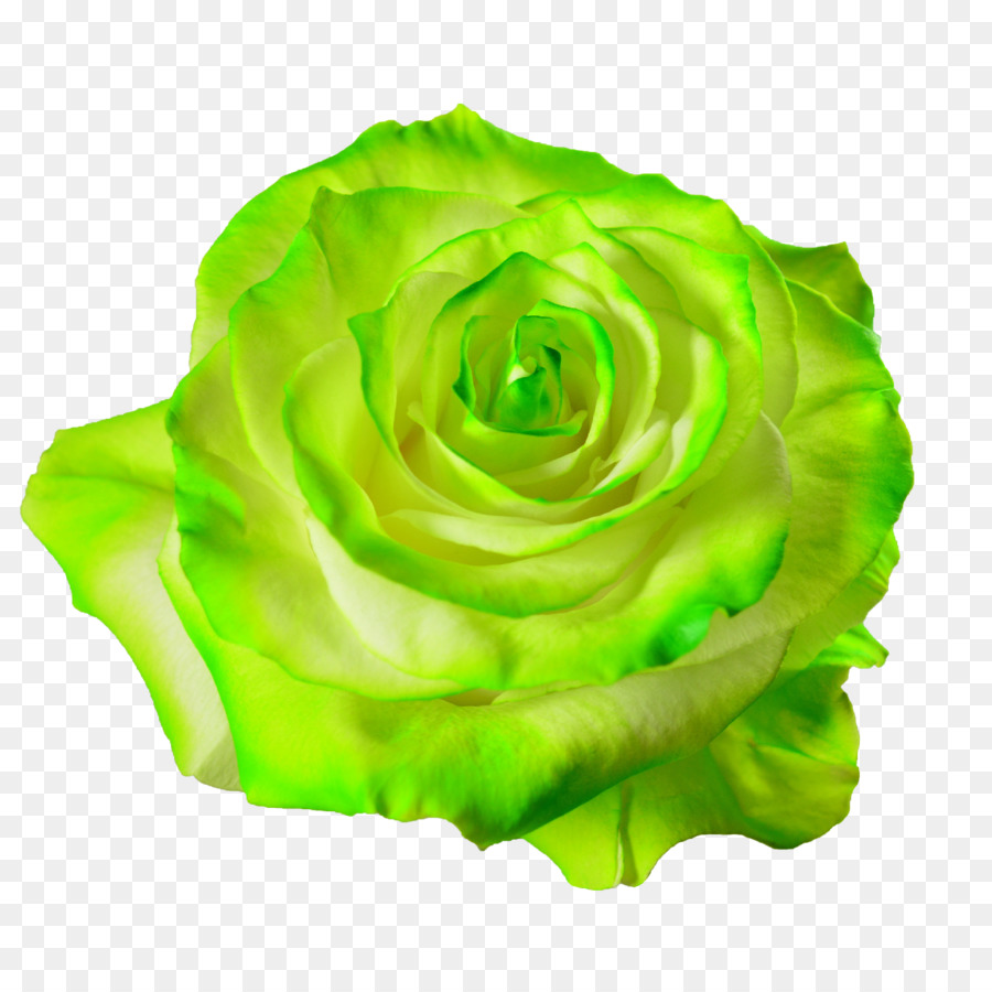 Green Rose Transparent Background , HD Wallpaper & Backgrounds