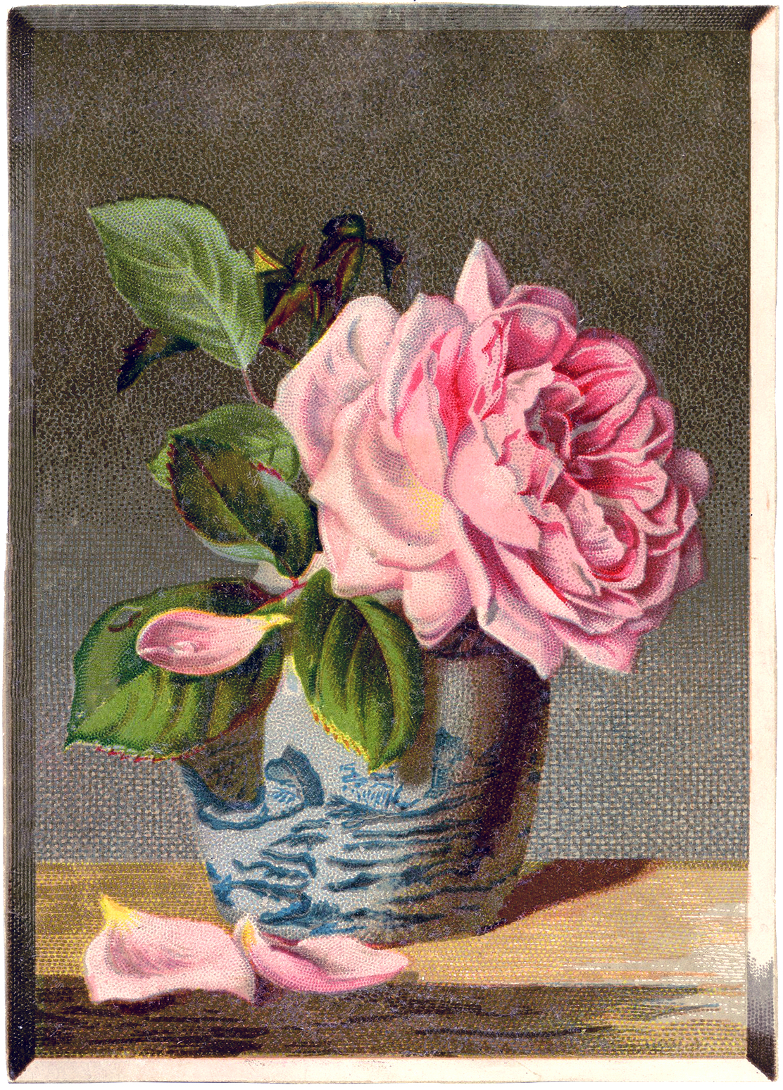 Rose Still Life Image Gorgeous - Garden Roses , HD Wallpaper & Backgrounds