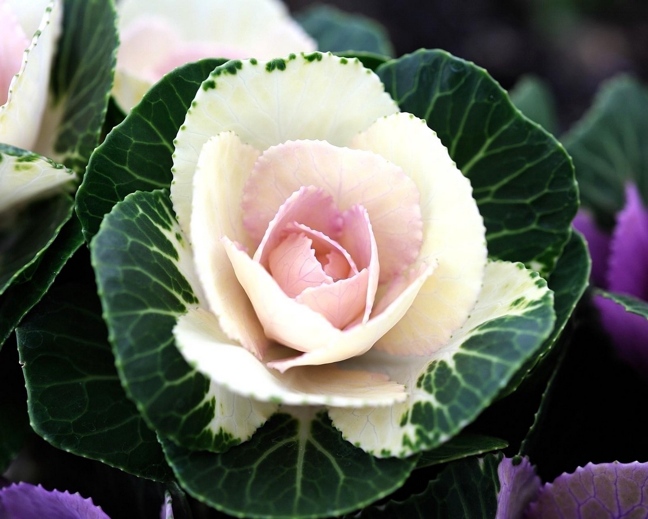 Wallpaper Ornamental Cabbage, Flowering, Flowerbed, - Hoa Giống Bắp Cải , HD Wallpaper & Backgrounds