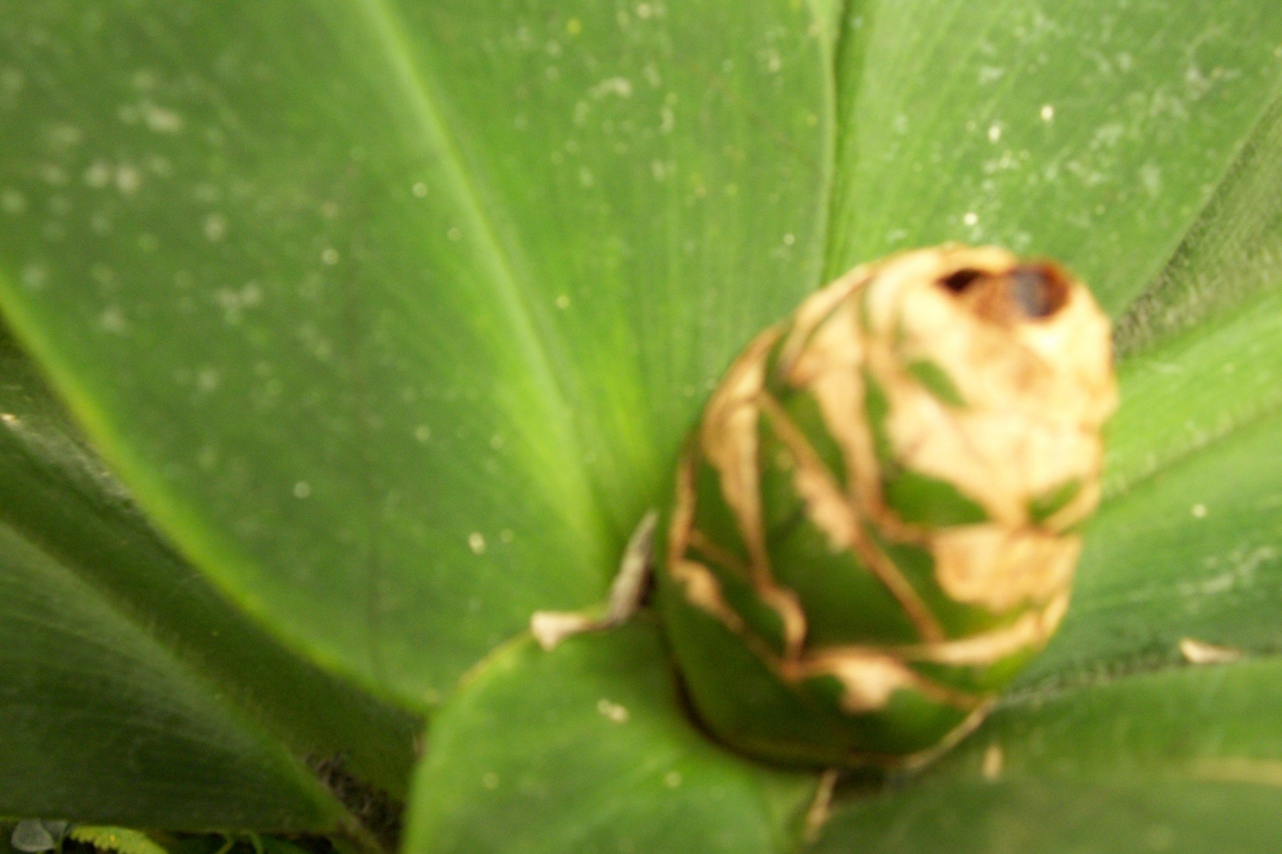 Download Photography Images Conservatory Hd Wallpaper And Background