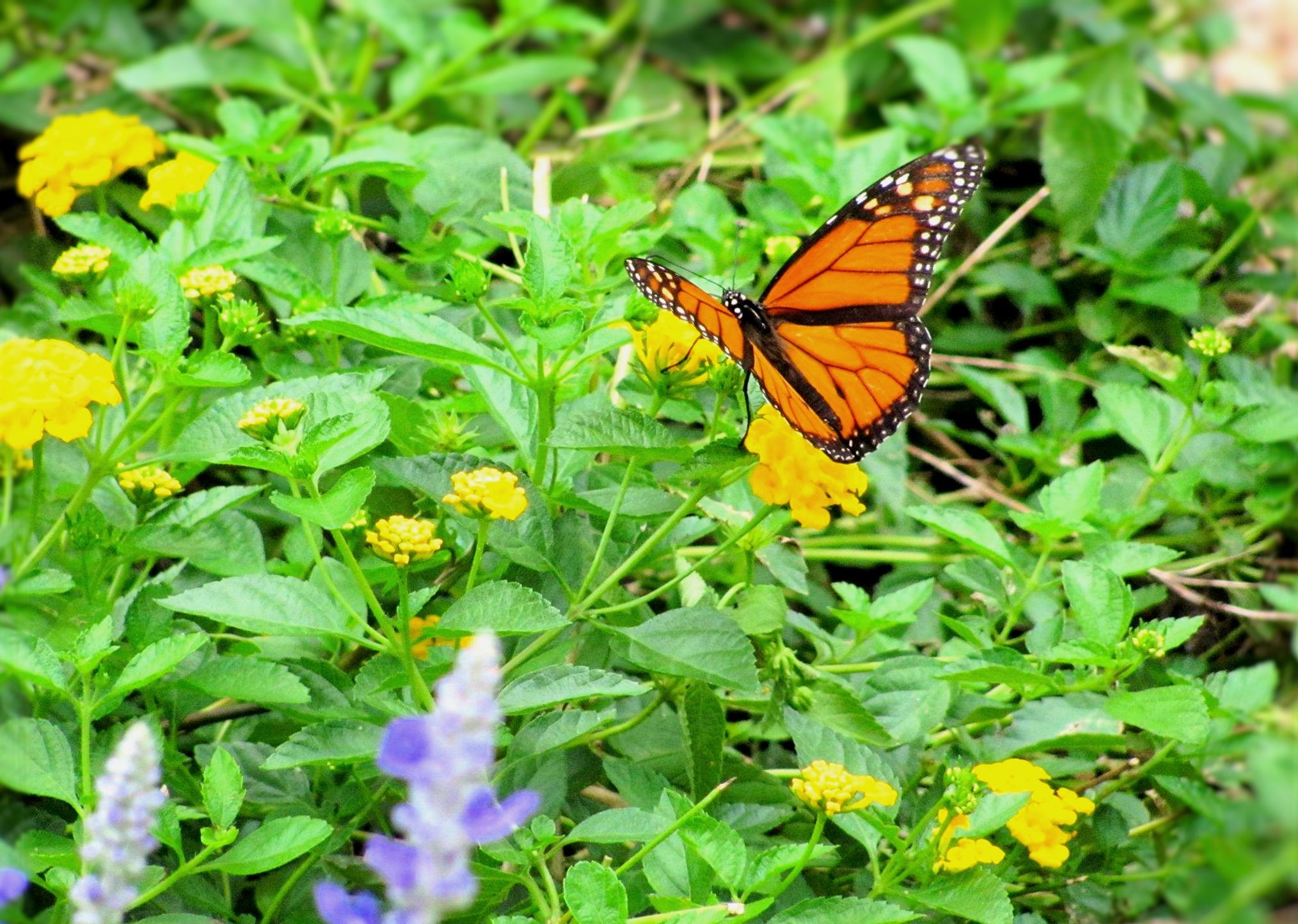 Yellow Butterfly Flowers Garden Bugs Conservatory Wallpaper - Monarch Butterfly , HD Wallpaper & Backgrounds