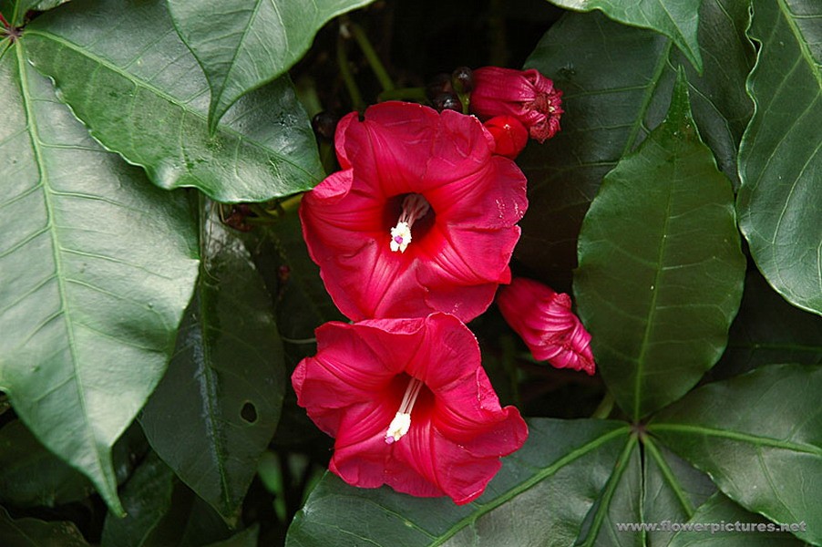 Lipstick Vine Flowers Green Red Leaves Conservatory - Red Flowered Tropical Vines , HD Wallpaper & Backgrounds