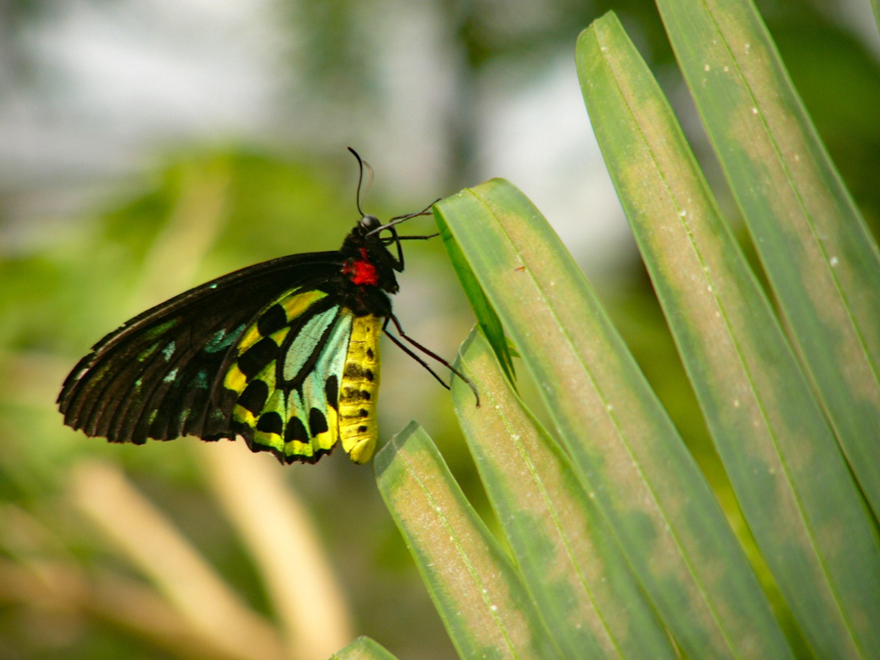 Conservatory Wallpaper - Brush-footed Butterfly , HD Wallpaper & Backgrounds