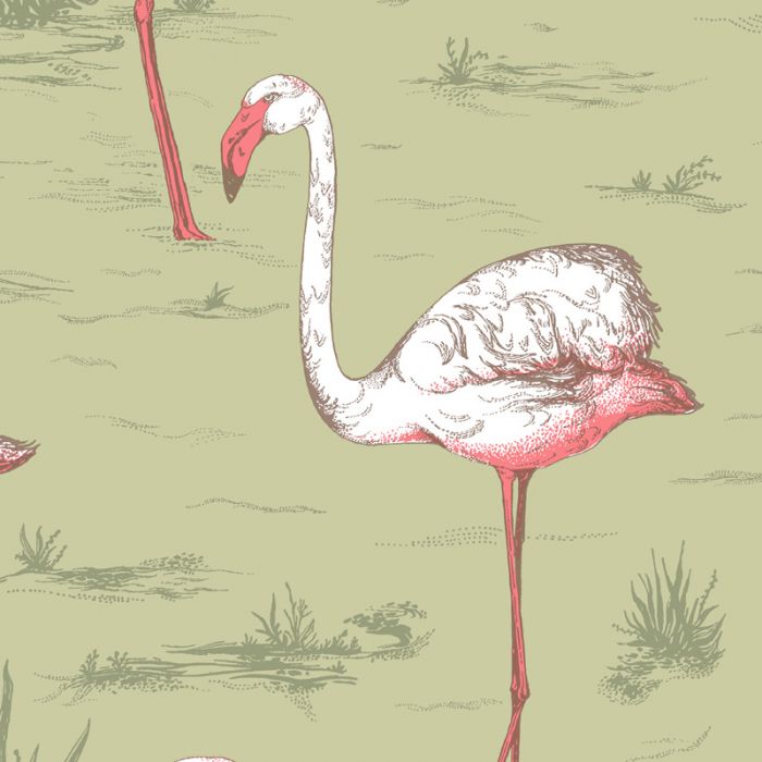 Cole - Flamingo , HD Wallpaper & Backgrounds
