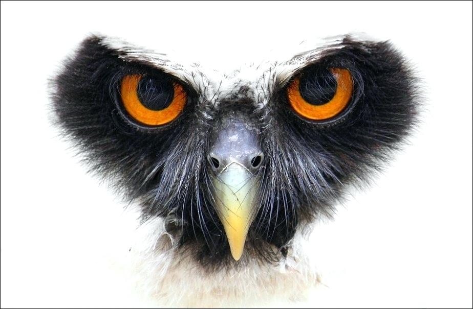 Owl Wallpaper Owl Desktop Wallpaper Windows 8 Owl Desktop - Snowy Owl , HD Wallpaper & Backgrounds