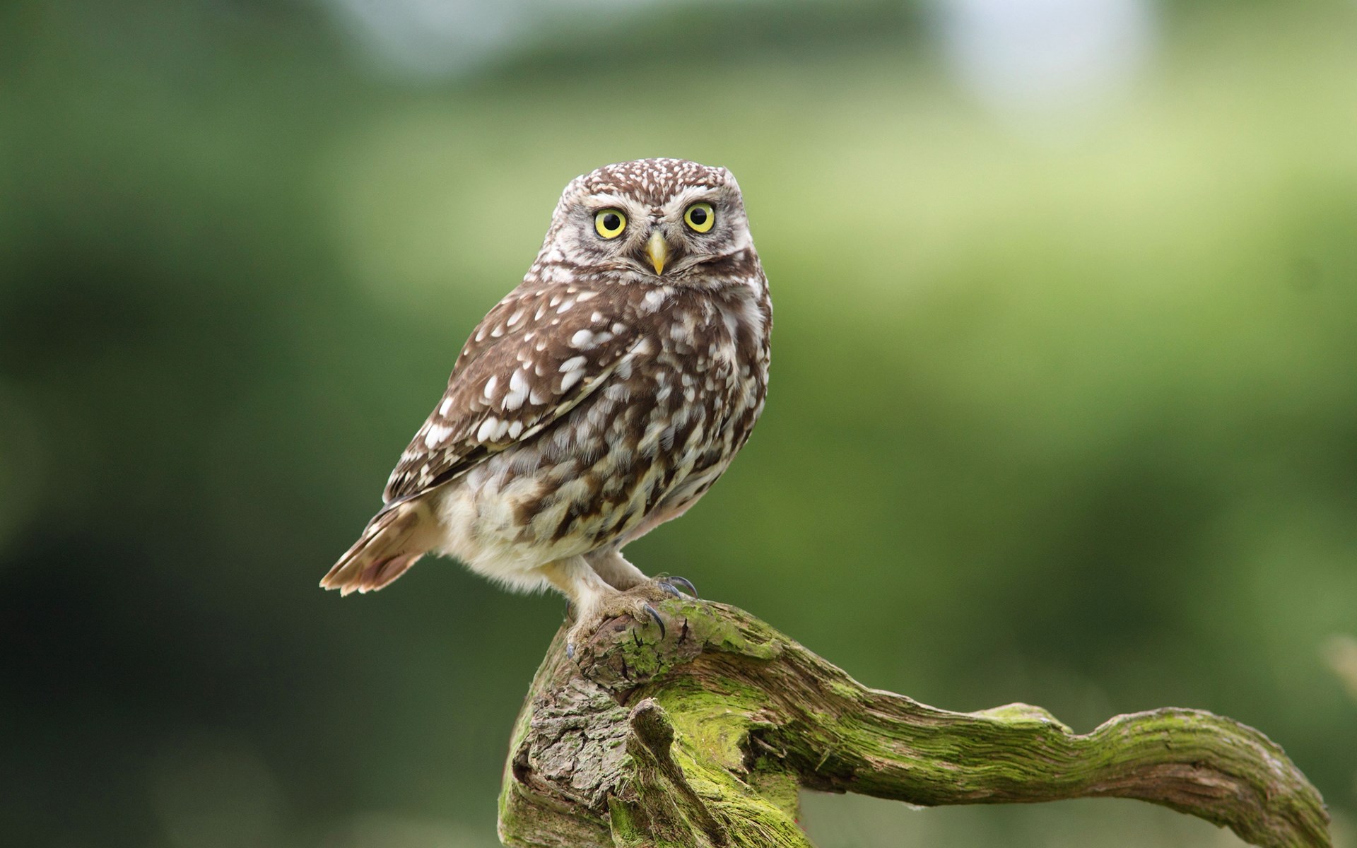 Owl Beautiful , HD Wallpaper & Backgrounds