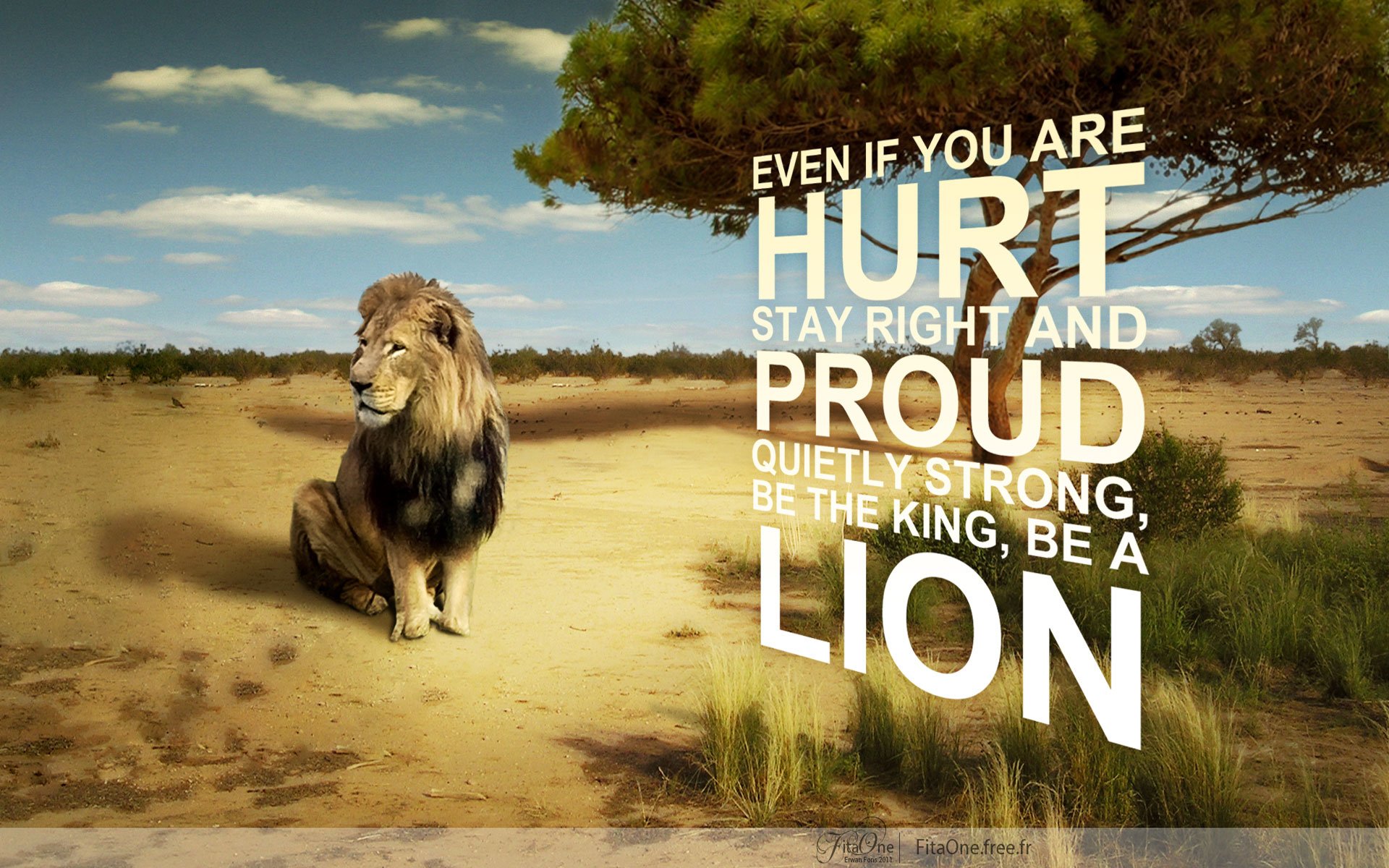 Wallpapers Id - - Stay Strong Quotes Lion , HD Wallpaper & Backgrounds