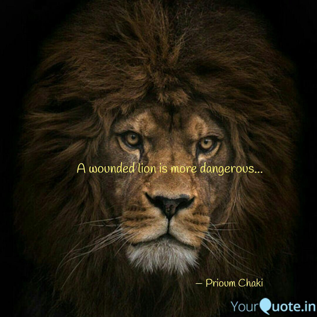 A Wounded Lion Quote - Don T Know How I M Going , HD Wallpaper & Backgrounds