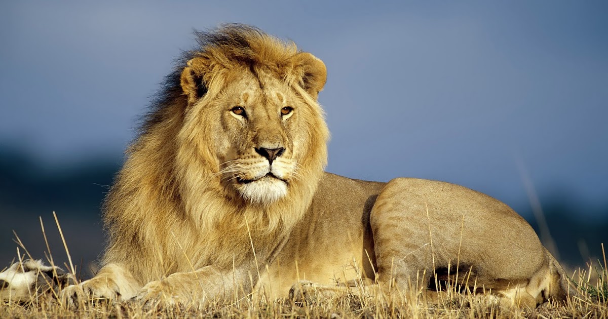 Best Lion Pictures - Lion Hd , HD Wallpaper & Backgrounds