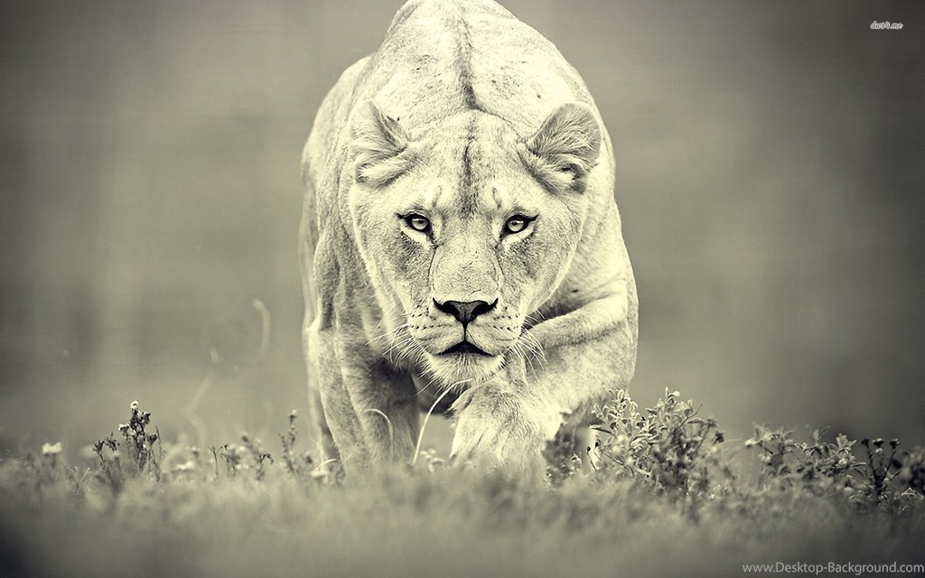 Hunting Lioness , HD Wallpaper & Backgrounds