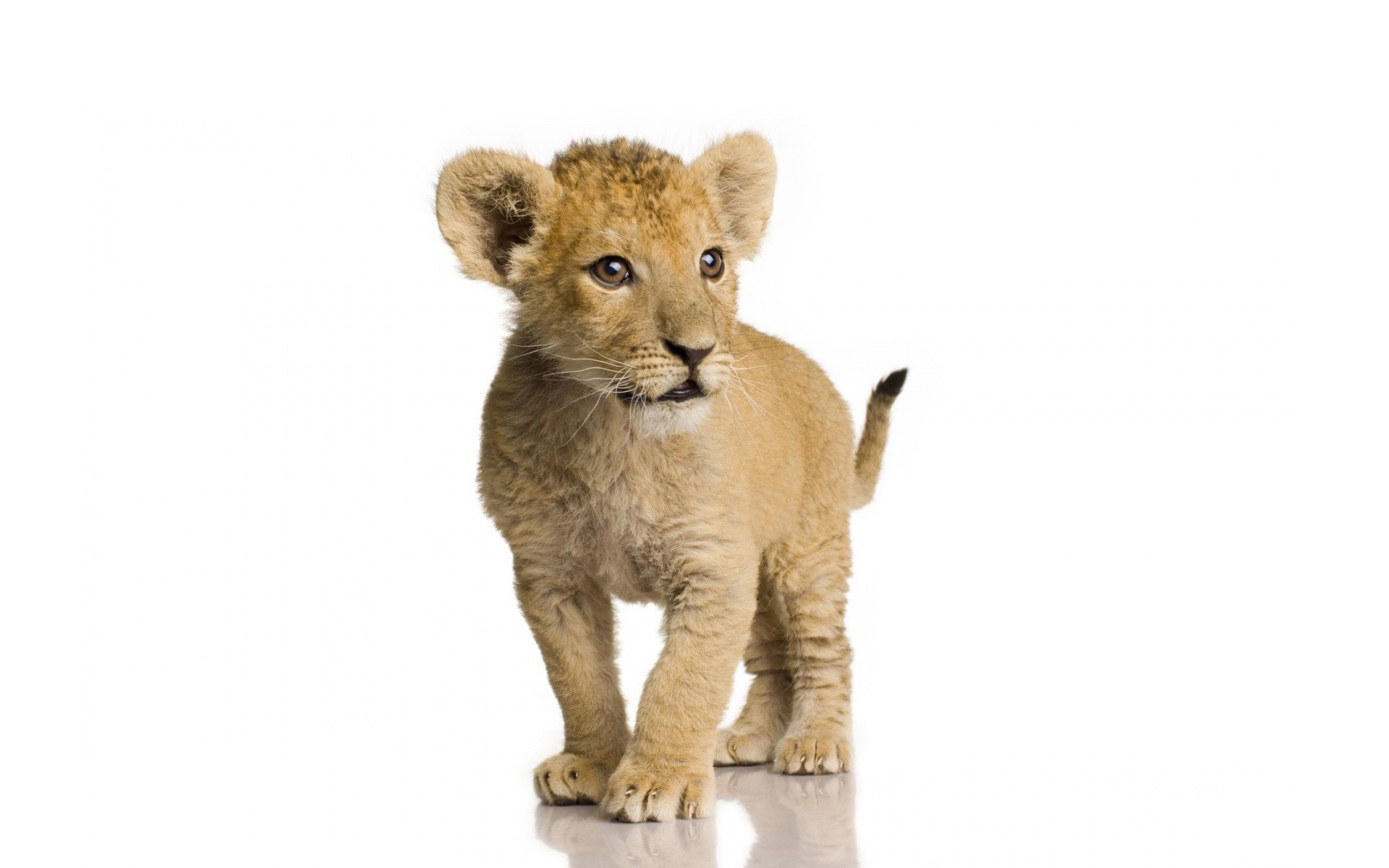 Timeline - Lion Cub Png , HD Wallpaper & Backgrounds