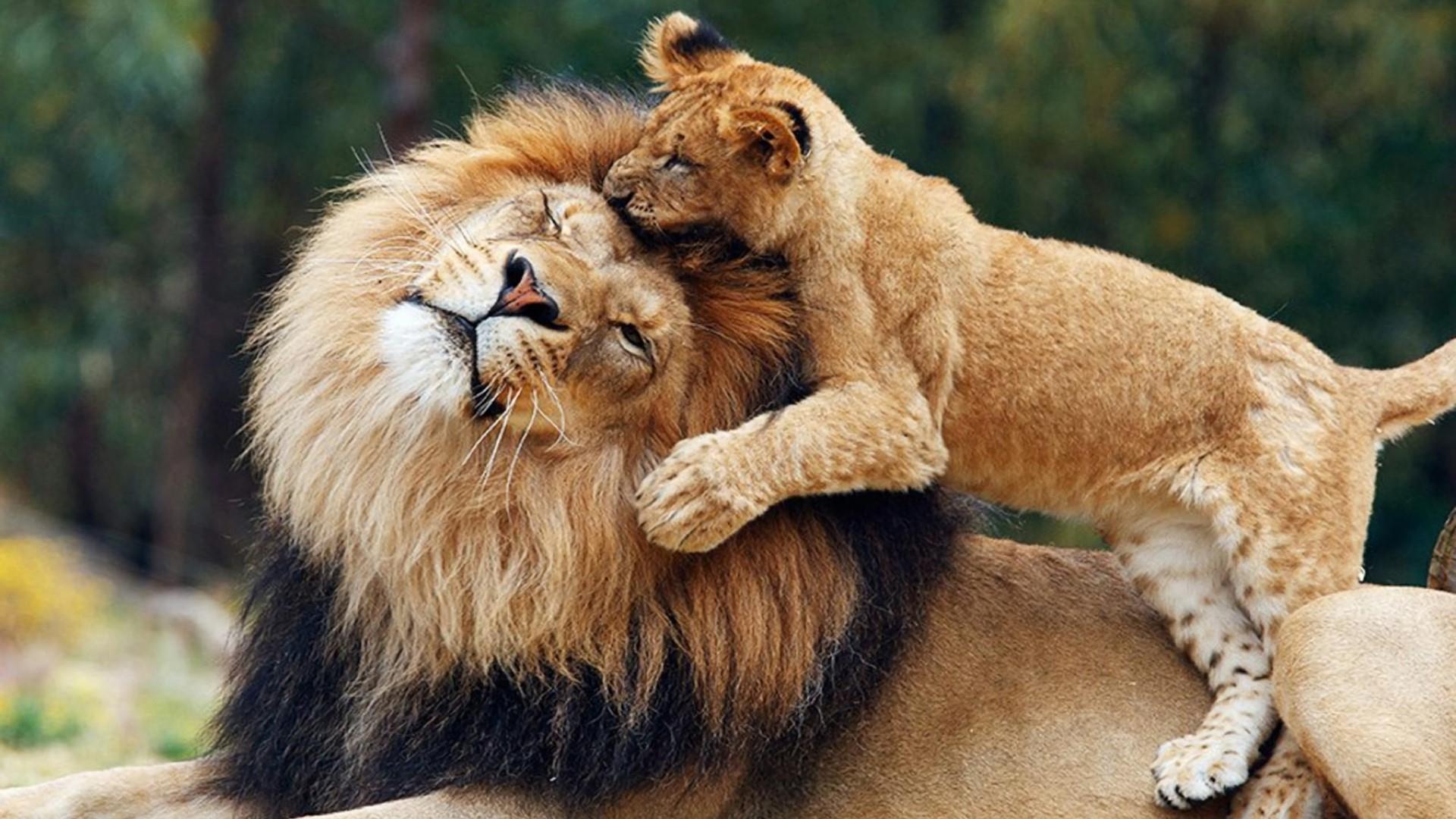 Lion King With Cub Wallpaper - Name Of Lion Baby , HD Wallpaper & Backgrounds