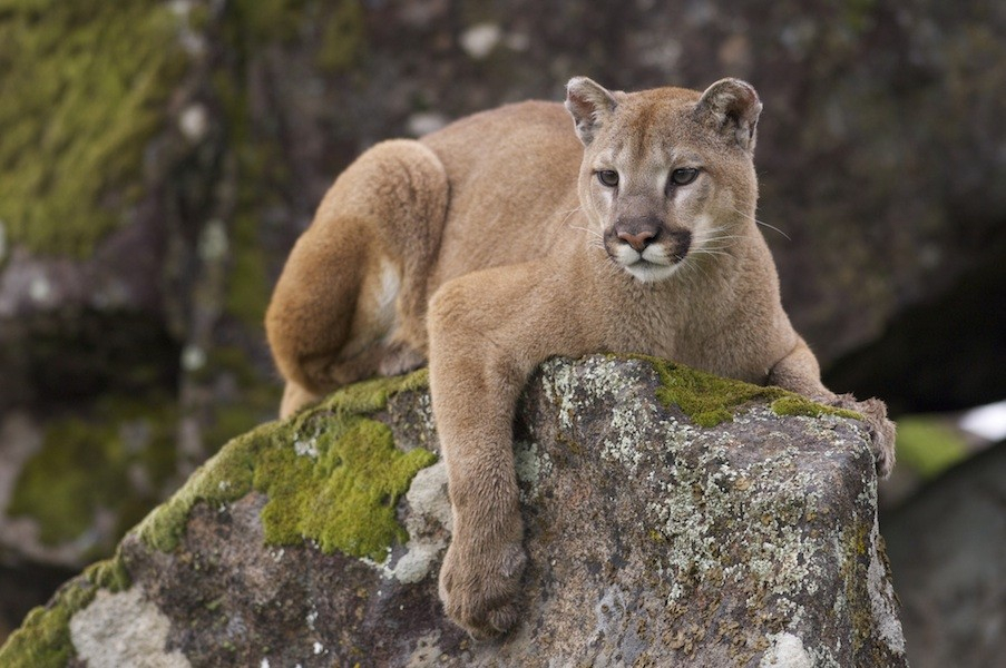 Mountain Lion Wallpaper Hd Wallpapersafari For Mountain - Mountain Lion , HD Wallpaper & Backgrounds