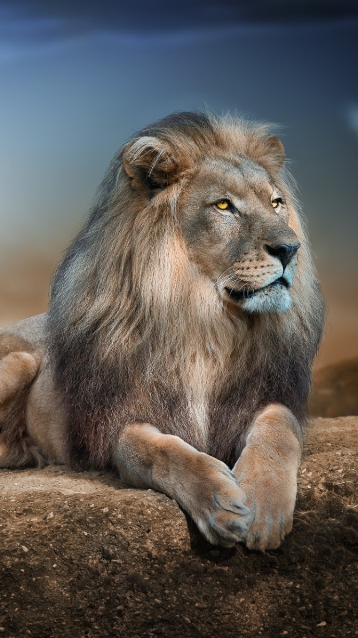 Animal / Lion Mobile Wallpaper - Animal Background For Phone , HD Wallpaper & Backgrounds