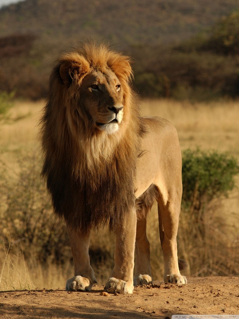 Ipad 1 2 Mini Lion Hd Wallpaper Hd For Mobile 950610 Hd