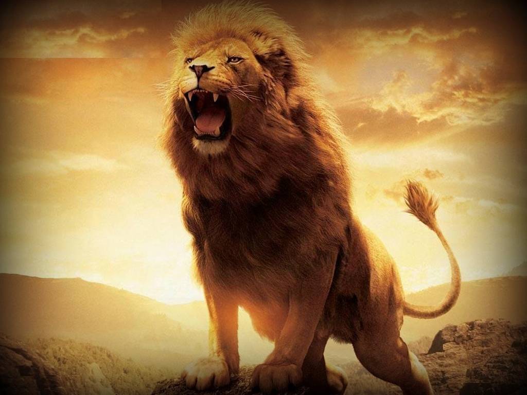 Cool Lion Hd Wallpapers For Desktop - Hd Wallpaper 1080p Lion , HD Wallpaper & Backgrounds