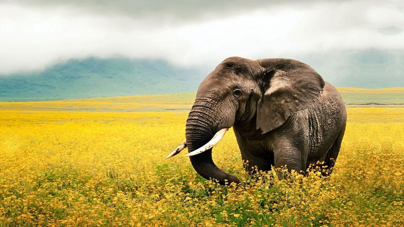 African Elephant Wallpaper-774kt38 - National Geographic , HD Wallpaper & Backgrounds