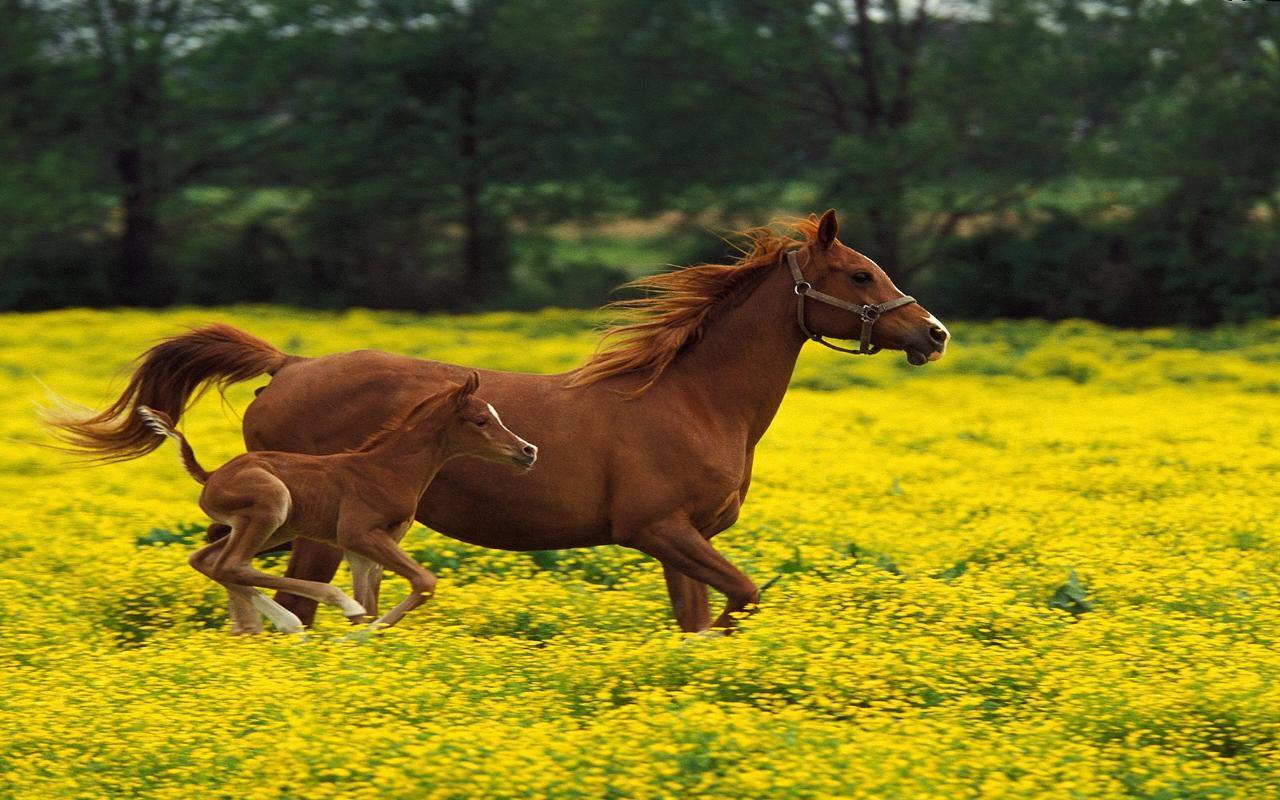 Horses Hd , HD Wallpaper & Backgrounds