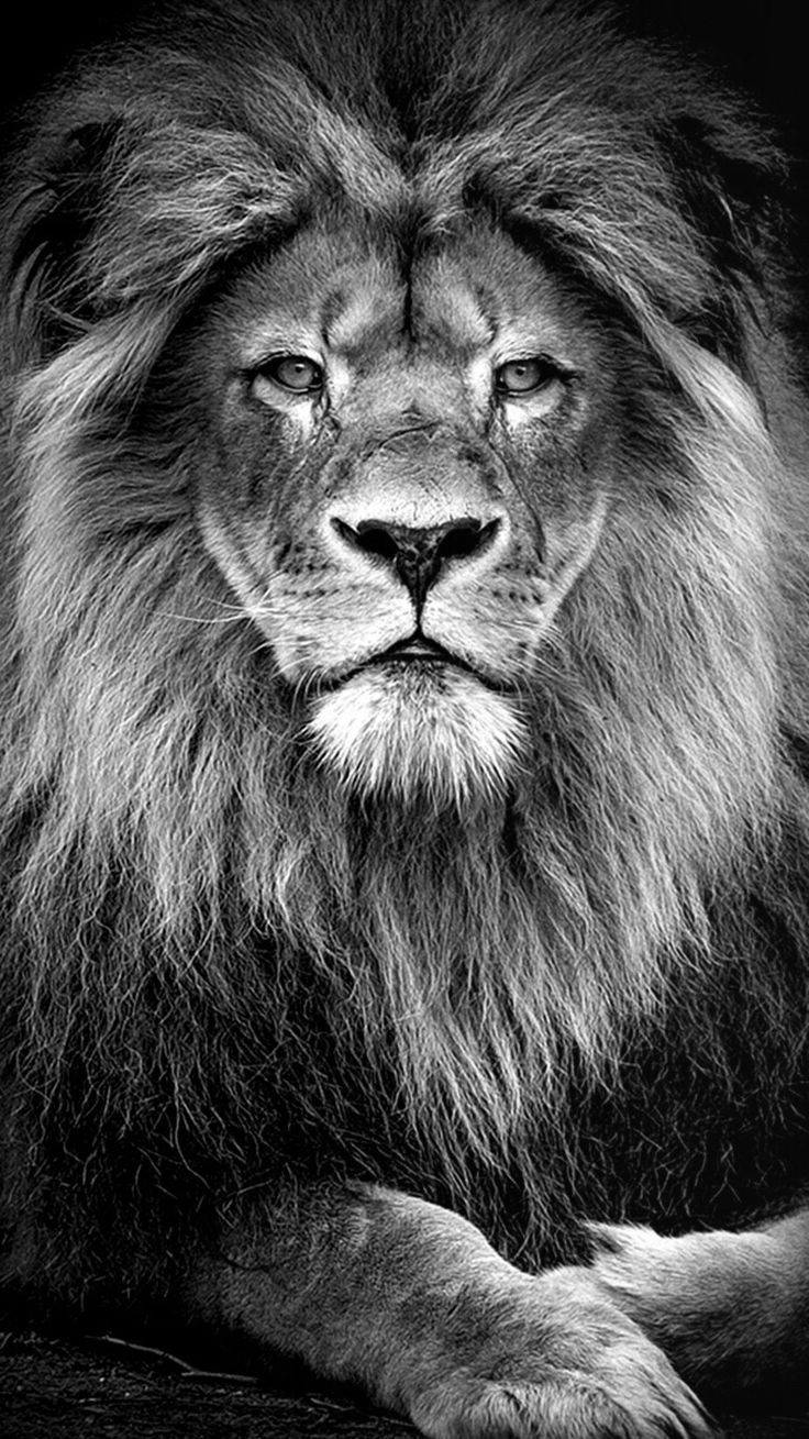 Black Lion Wallpaper Iphone Lion Abstract Wallpapers - Sydney , HD Wallpaper & Backgrounds