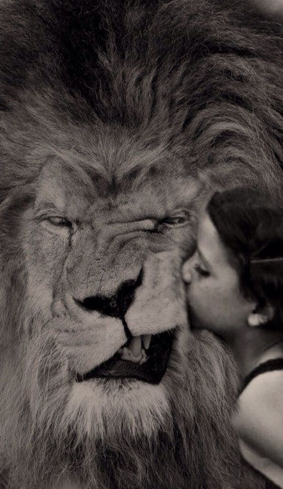 Kissing Lion Mobile Wallpaper - Kissing A Lion , HD Wallpaper & Backgrounds