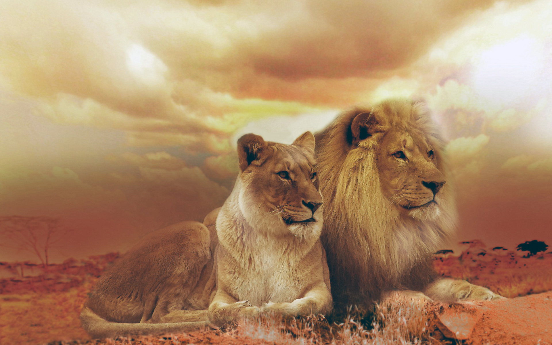 Femle Male Lions Wallpaper - Animal Love Couple , HD Wallpaper & Backgrounds