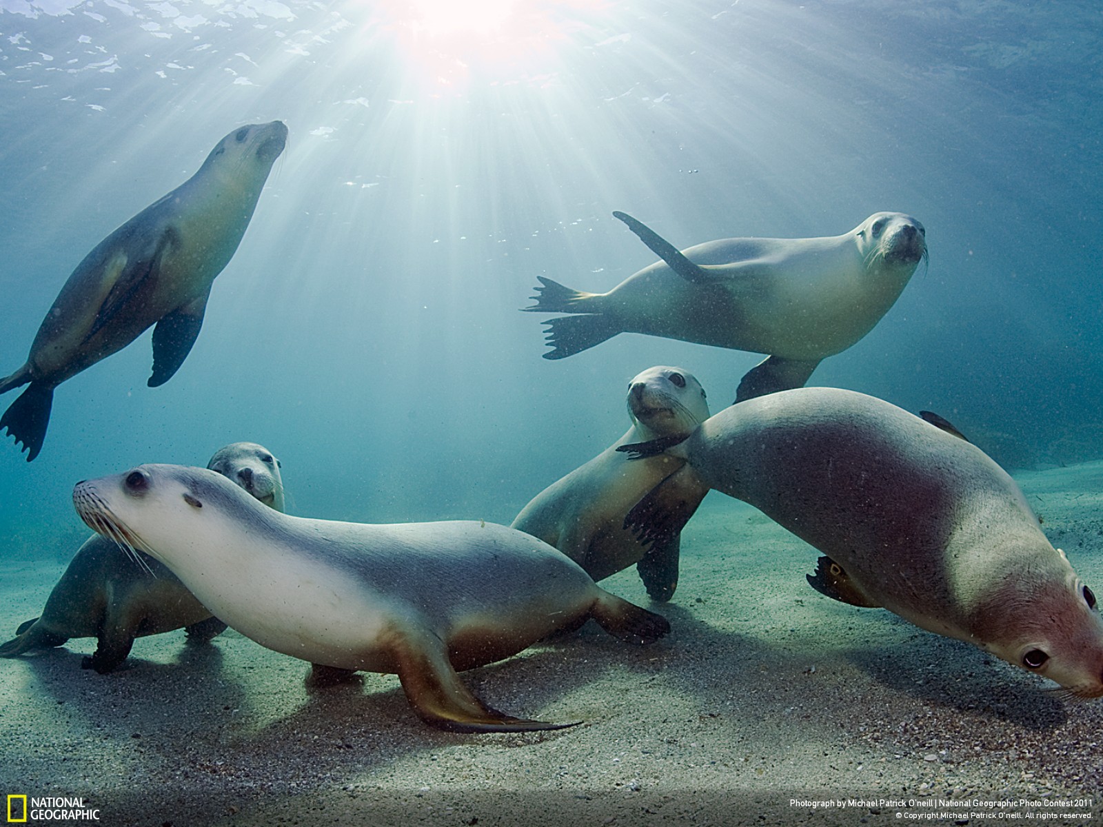 Sea Lion Wallpaper - Australian Fur Seal Swimming , HD Wallpaper & Backgrounds
