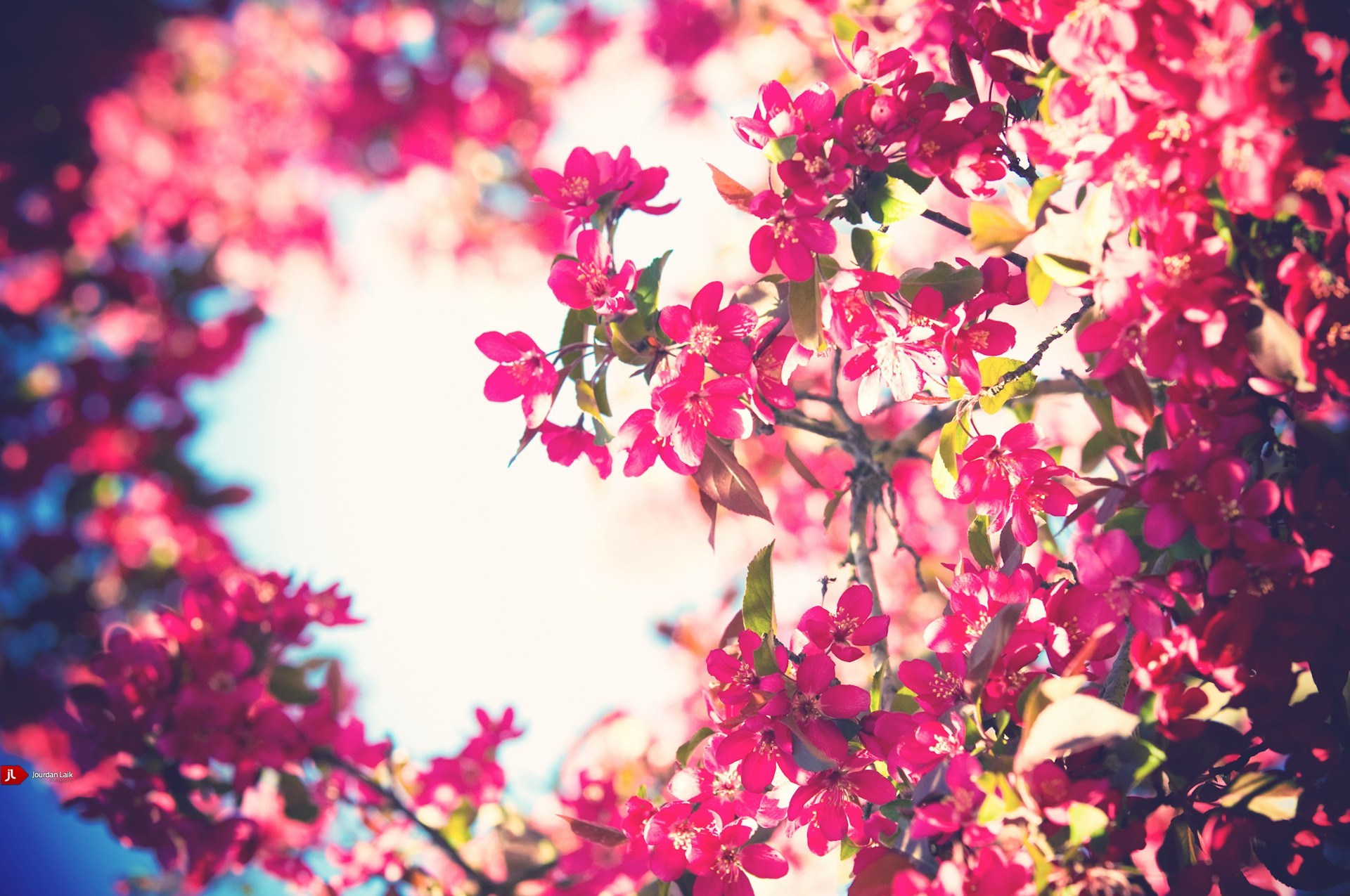 Flowers Pink Bloom Bokeh Wallpaper 1342179 Wallbase - We Heart It Pink Flowers , HD Wallpaper & Backgrounds