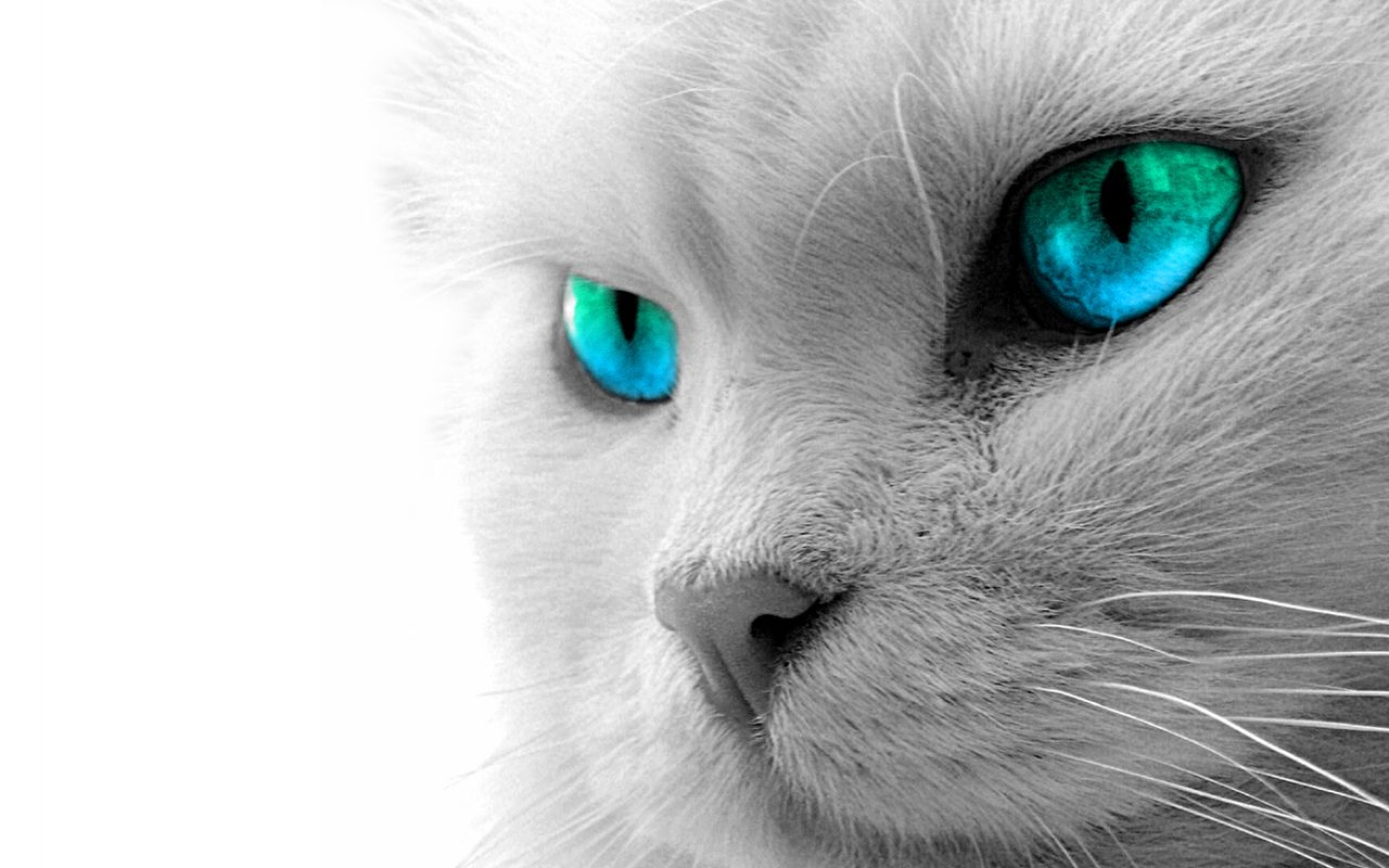 Cat Wallpapers For Ipads , HD Wallpaper & Backgrounds