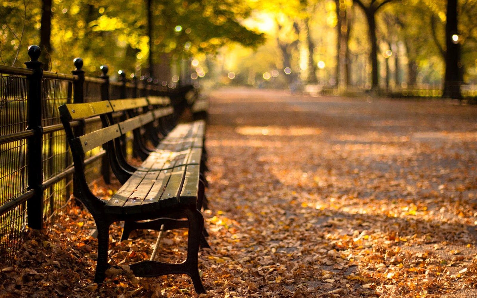 Herfst Achtergrond Met Herfst In Het Park Met Veel - Paisajes Relajantes , HD Wallpaper & Backgrounds