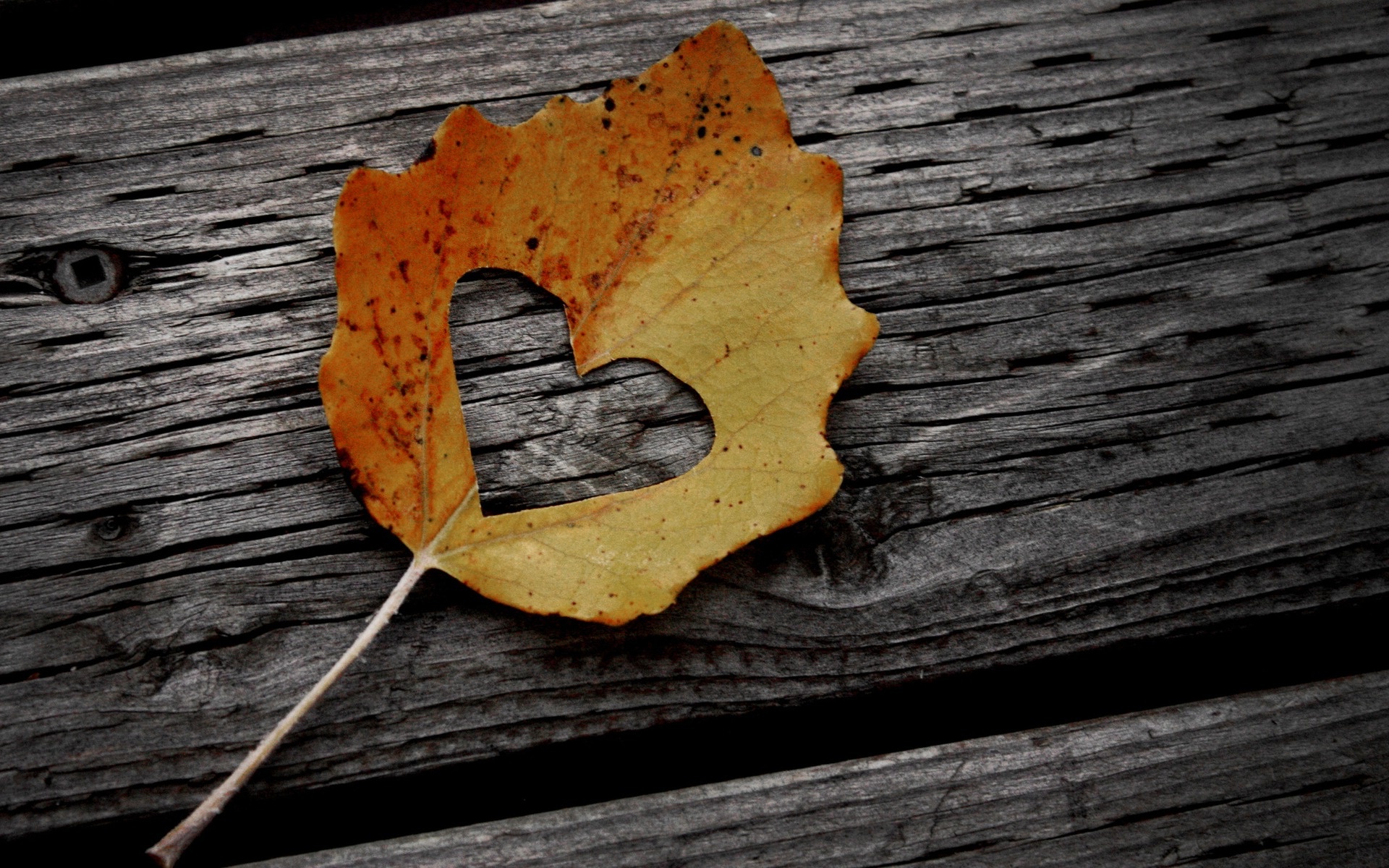 Autumn Inspiration › - Happy November , HD Wallpaper & Backgrounds