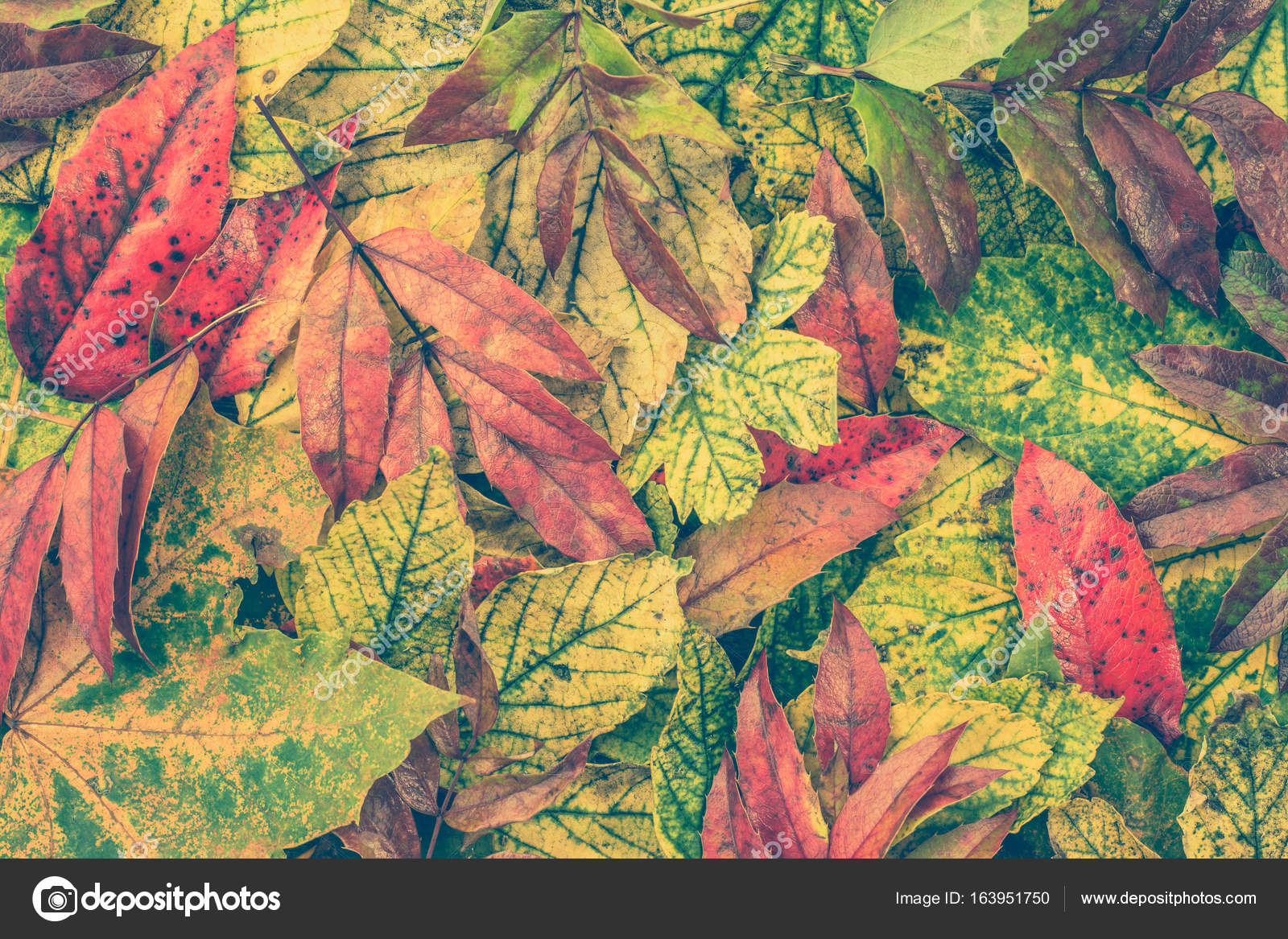 Herfst Achtergronden Met Kleurrijke Gevallen Bladeren, - Autumn , HD Wallpaper & Backgrounds