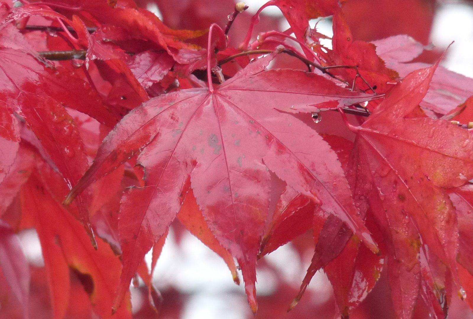 Fall Bladeren Trees Wet Bomen Leaves Autumn Herfst - Maple Leaf , HD Wallpaper & Backgrounds