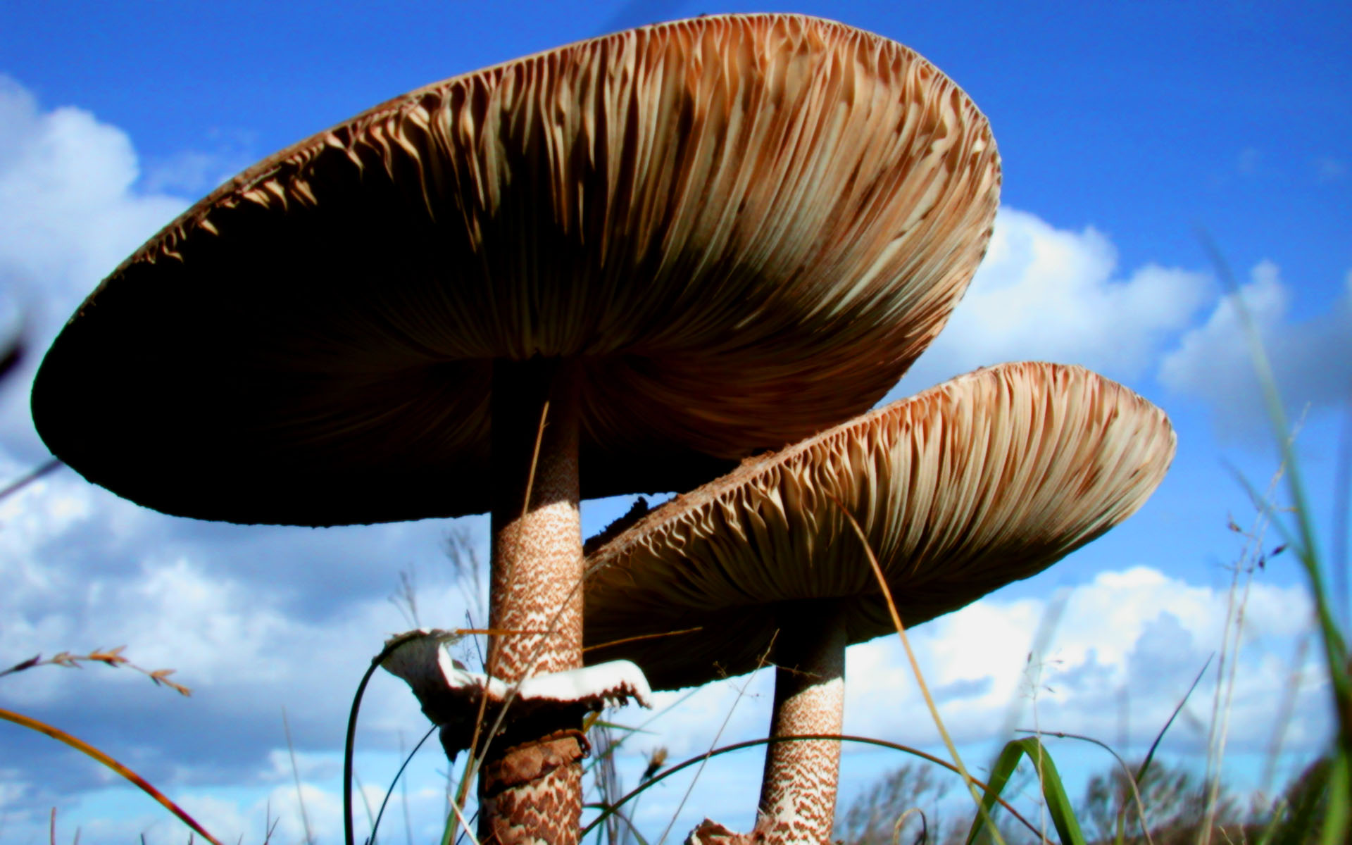 Mushrooms Papers Herfst Paddestoelen Wallpapers - Russula Integra , HD Wallpaper & Backgrounds