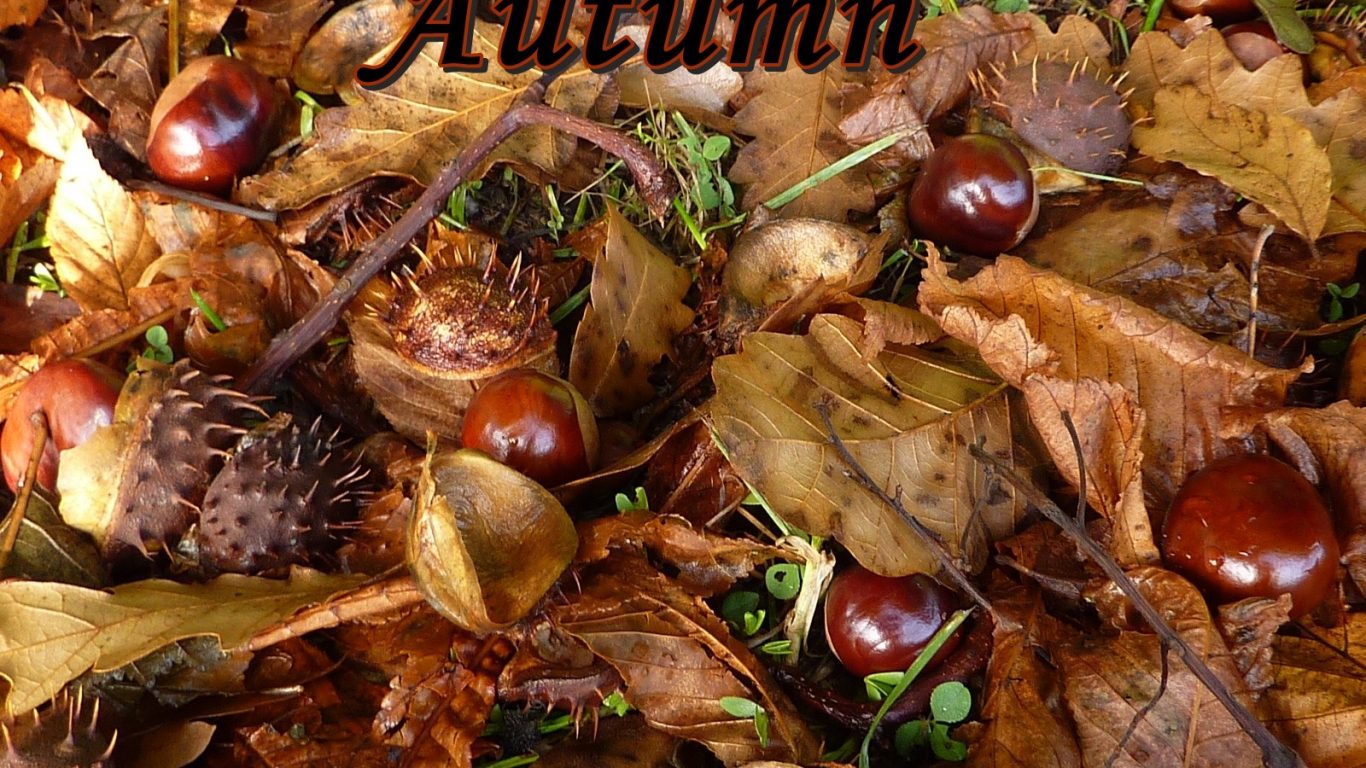 Kastanjes Chestnuts Autumn Herfst Fall Chestnut Leaves - Chestnut , HD Wallpaper & Backgrounds