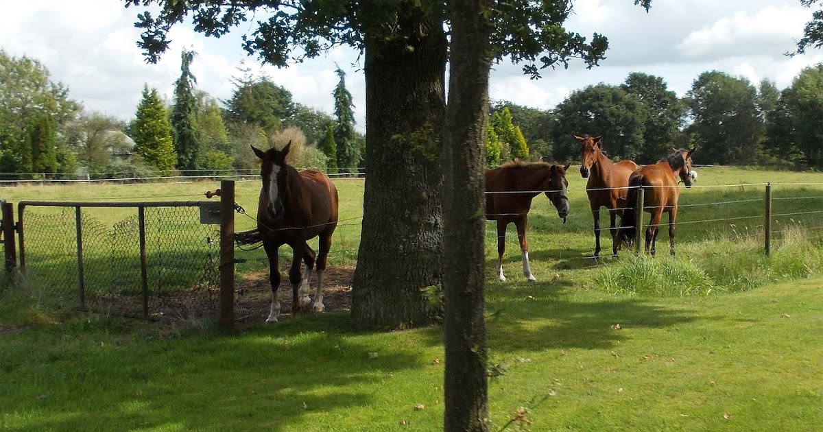 Bruine Paarden Achtergrond Foto Mooie Leuke - Stallion , HD Wallpaper & Backgrounds