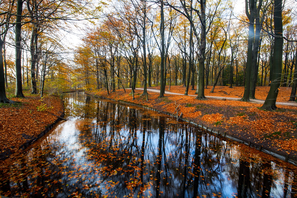 Haagse Bos / Herfst 2017 Tags - Reflection , HD Wallpaper & Backgrounds