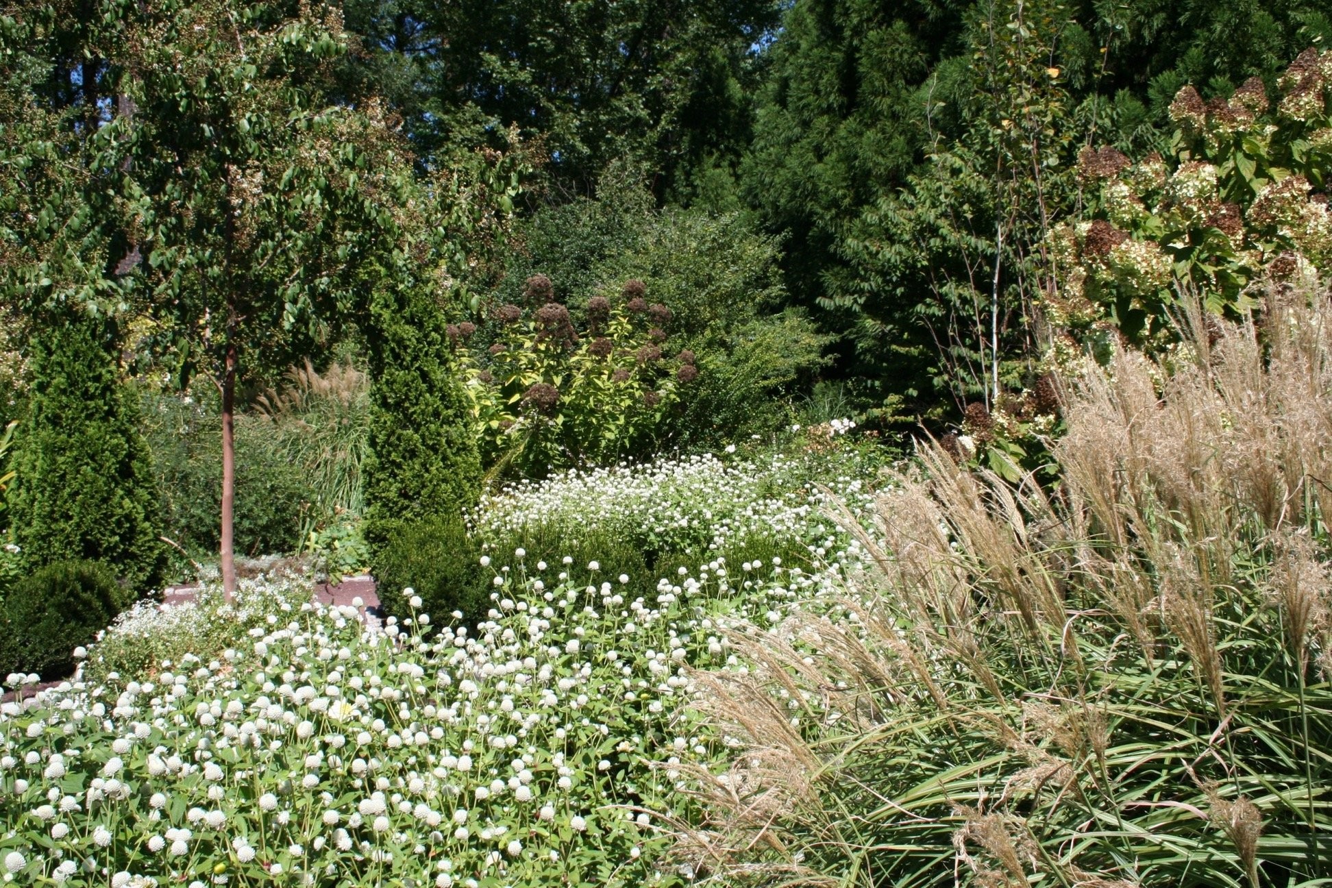 Nature Flowers Plants Landscape Flower Garden Landscaping - Alyssum , HD Wallpaper & Backgrounds