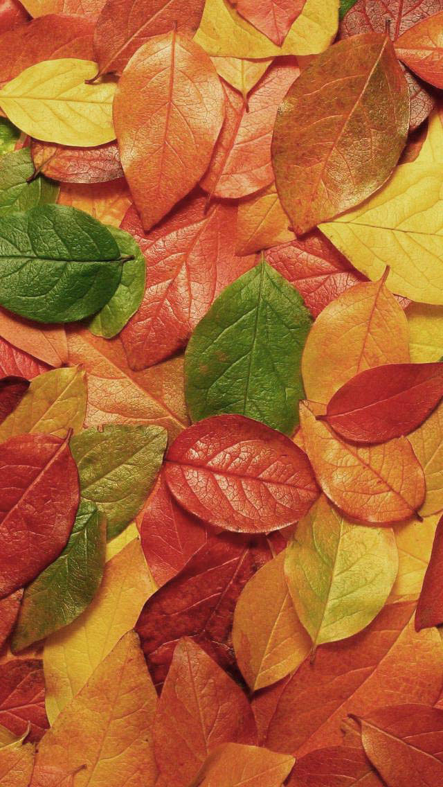Mooie Herfst Wallpapers - Herfstbladeren Op De Grond , HD Wallpaper & Backgrounds