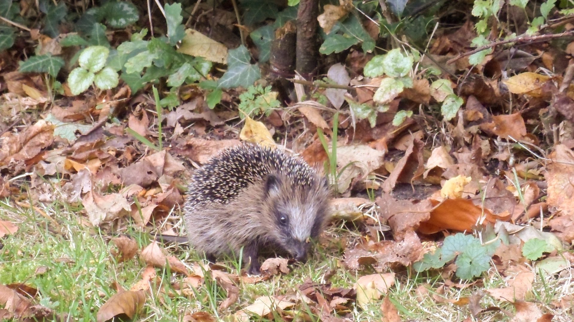 Egel Herfst Autumn Up Woken Hedgehog Animal Point Of - Domesticated Hedgehog , HD Wallpaper & Backgrounds