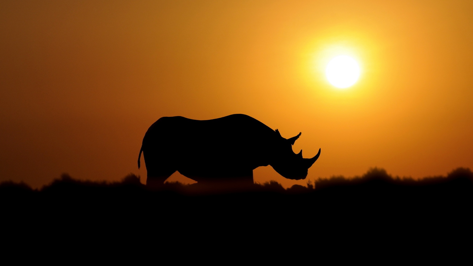 Sunset Rhino Wallpaper For Android 10 Wallpaper - Rhinoceros Wallpaper Hd , HD Wallpaper & Backgrounds