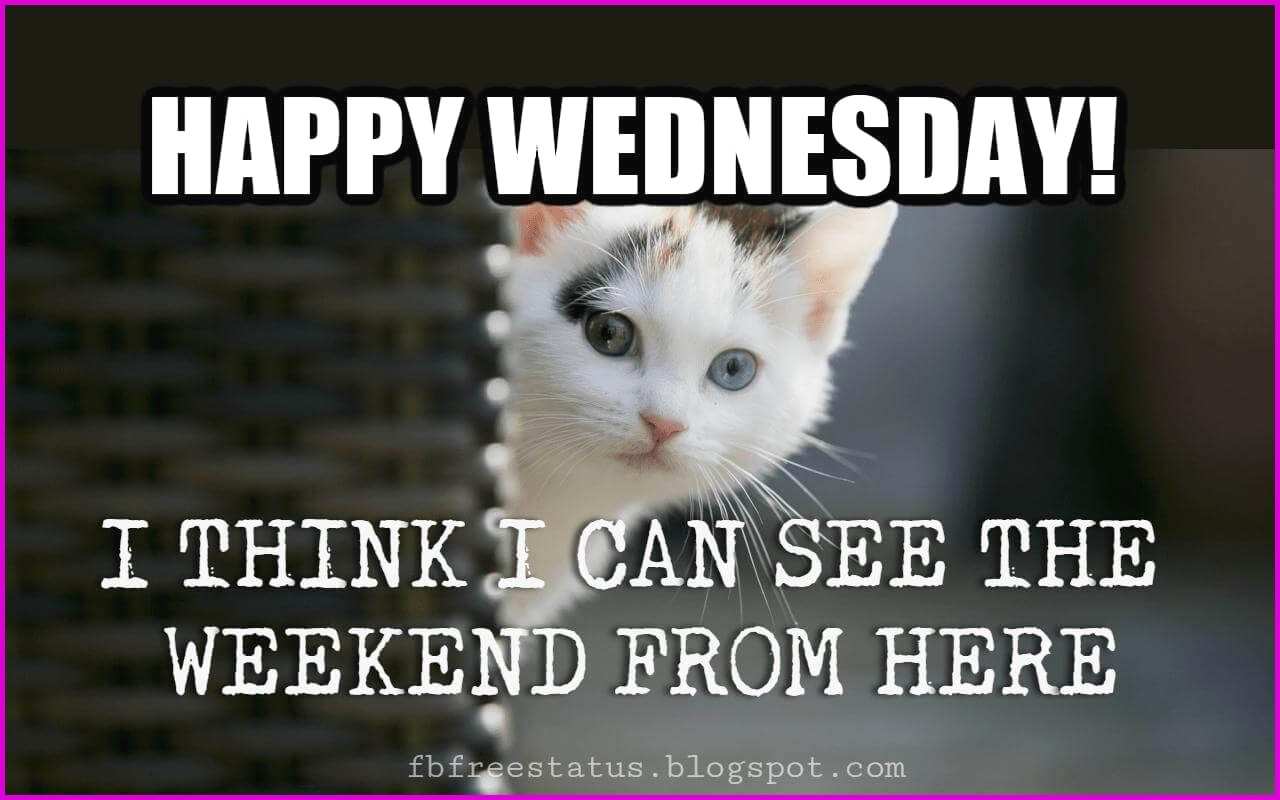 Funny Wednesday Memes Prettier Happy Wednesday Morning - Kitten , HD Wallpaper & Backgrounds
