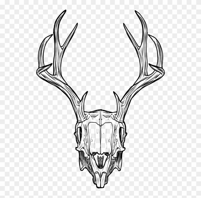 Jackalope Deer Animal Skulls Horn - Animal Skull Line Art , HD Wallpaper & Backgrounds