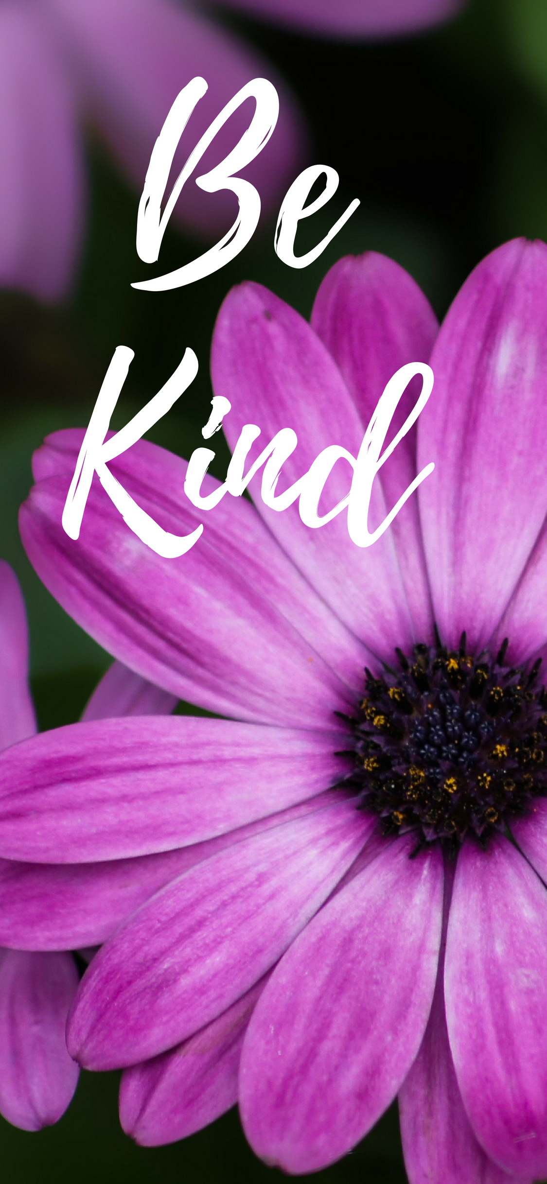 Be Kind Iphone Wallpaper - African Daisy , HD Wallpaper & Backgrounds
