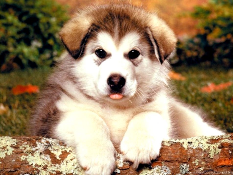 Free Alaskan Malamute Puppies Wallpapers Hd Desktop - Alaskan Malamute Desktop Wallpaper Hd , HD Wallpaper & Backgrounds