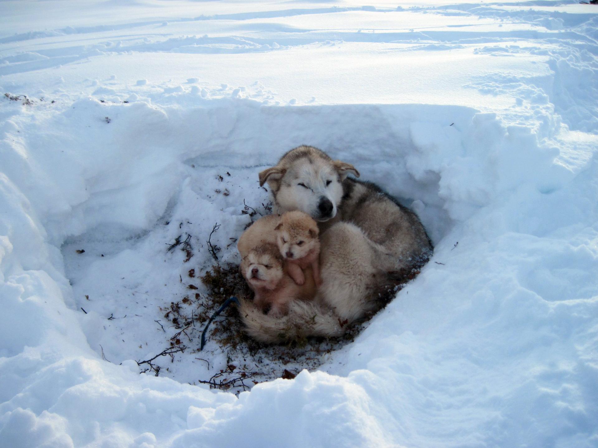 Alaskan Malamute Wallpapers Hd Quality - Homeless Dogs In Winter , HD Wallpaper & Backgrounds
