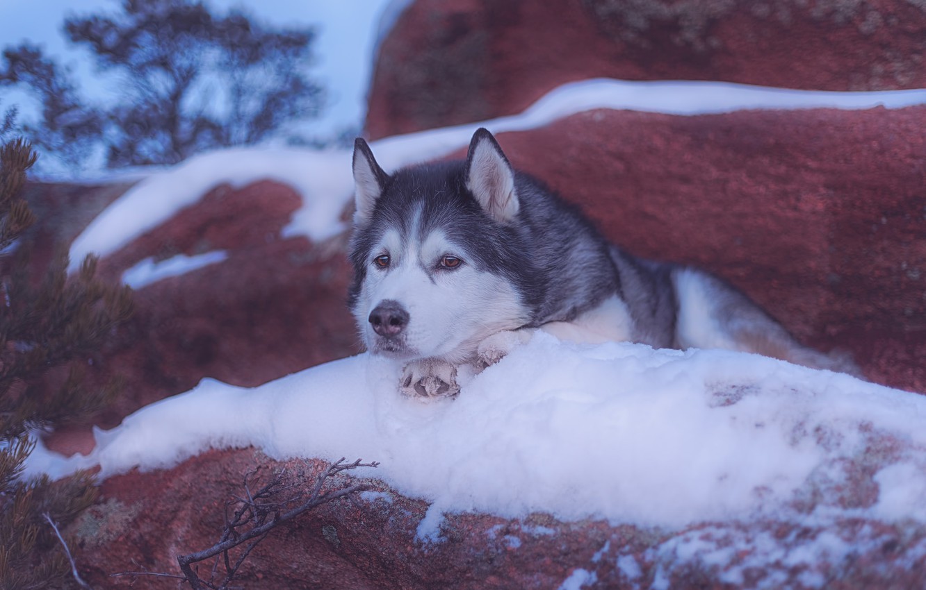 Photo Wallpaper Look, Face, Snow, Dog, Alaskan Malamute - Mackenzie River Husky , HD Wallpaper & Backgrounds