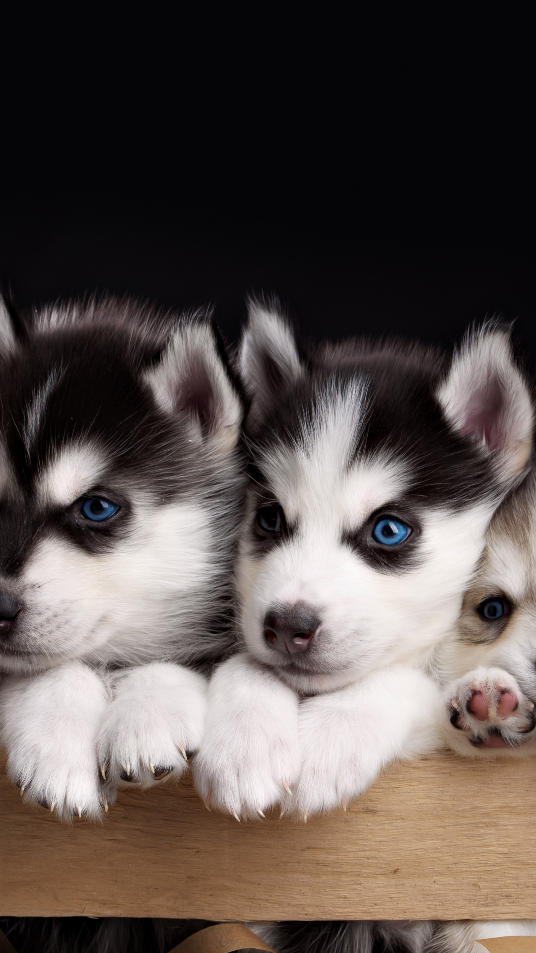 Sled Dog, Snout, Animal, Cuteness, Alaskan Malamute - Cute Wallpaper Siberian Husky Puppys , HD Wallpaper & Backgrounds