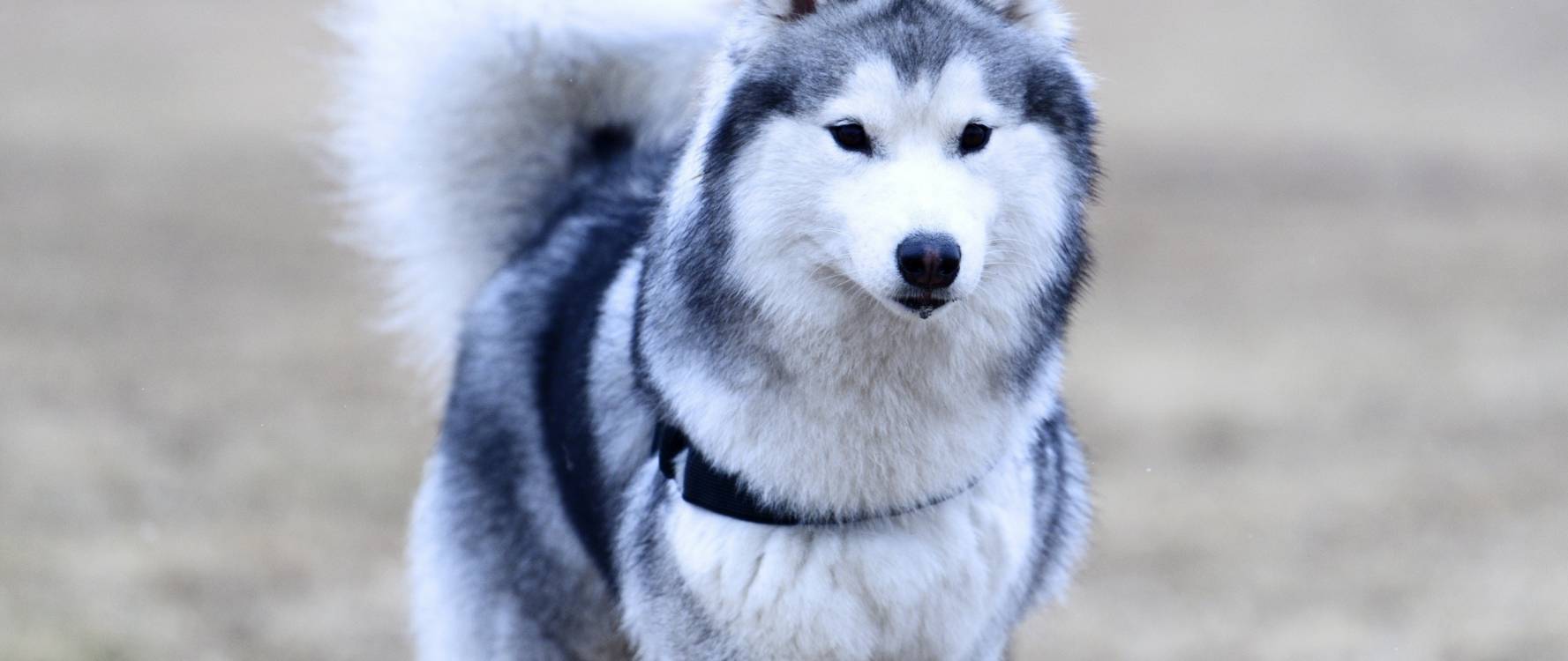 Snout Sled Dog Husky Dog Like Mammal Alaskan Malamute