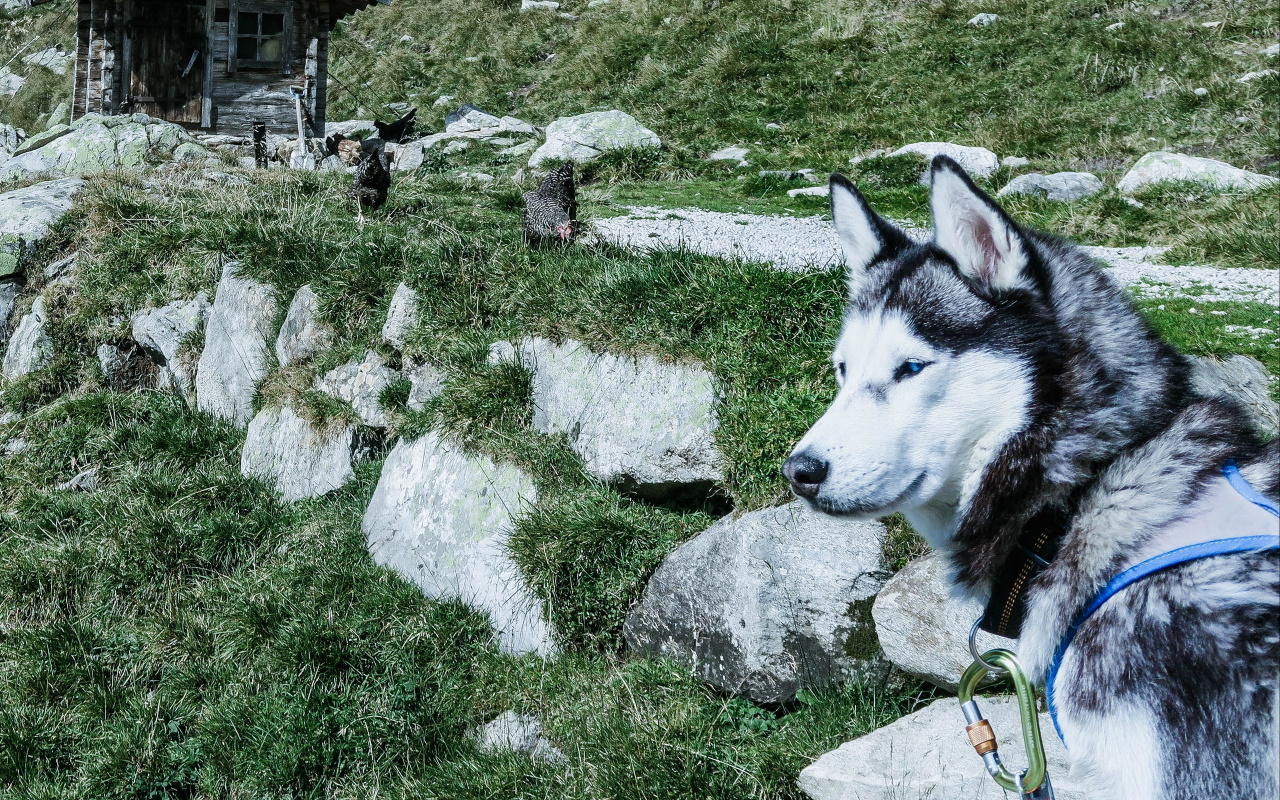 Dog Breed Group, Grasses, Grass, Dog Breed, Alaskan - Miniature Siberian Husky , HD Wallpaper & Backgrounds