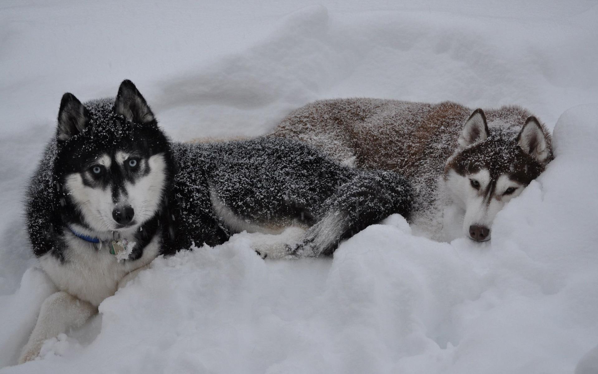 Huskies In The Snow Two Alaskan Malamutes Animals Kurda